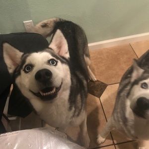 Meet your Posher, Luis